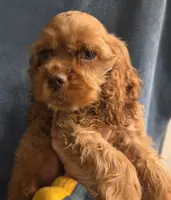 No Name, a male Cocker Spaniel for sale in Sheboygan, WI – Photo 8 of 10