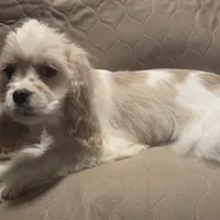 No Name, a male Cocker Spaniel for sale in Sheboygan, WI – Photo 5 of 10