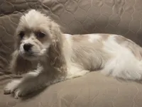 No Name, a male Cocker Spaniel for sale in Sheboygan, WI – Photo 3 of 10