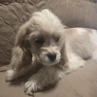 No Name, a male Cocker Spaniel for sale in Sheboygan, WI – Photo 4 of 10