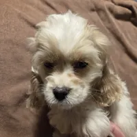 No Name, a male Cocker Spaniel for sale in Sheboygan, WI – Photo 10 of 10