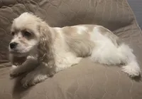 No Name, a male Cocker Spaniel for sale in Sheboygan, WI – Photo 2 of 10