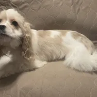 No Name, a male Cocker Spaniel for sale in Sheboygan, WI – Photo 7 of 10