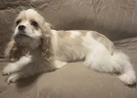 No Name, a male Cocker Spaniel for sale in Sheboygan, WI – Photo 5 of 10