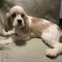 No Name, a male Cocker Spaniel for sale in Sheboygan, WI – Photo 2 of 10