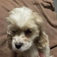 No Name, a male Cocker Spaniel for sale in Sheboygan, WI – Photo 9 of 10