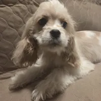 No Name, a male Cocker Spaniel for sale in Sheboygan, WI – Photo 6 of 10