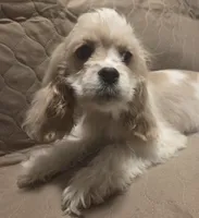 No Name, a male Cocker Spaniel for sale in Sheboygan, WI – Photo 4 of 10