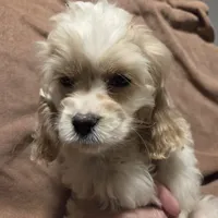 No Name, a male Cocker Spaniel for sale in Sheboygan, WI – Photo 9 of 10