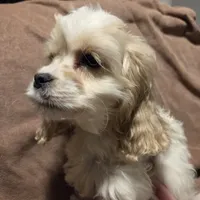 No Name, a male Cocker Spaniel for sale in Sheboygan, WI – Photo 8 of 10