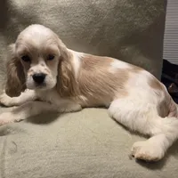 No Name, a male Cocker Spaniel for sale in Sheboygan, WI – Photo 3 of 10