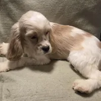 No Name, a male Cocker Spaniel for sale in Sheboygan, WI – Photo 1 of 10