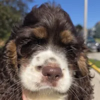 No Name, a male Cocker Spaniel for sale in Sheboygan, WI – 8 of 10