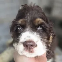 No Name, a male Cocker Spaniel for sale in Sheboygan, WI – 4 of 10