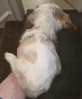 No Name, a female Cocker Spaniel for sale in Sheboygan, WI – Photo 6 of 6