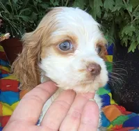 No Name, a female Cocker Spaniel for sale in Sheboygan, WI – Photo 3 of 6