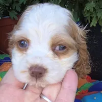 No Name, a female Cocker Spaniel for sale in Sheboygan, WI – Photo 1 of 6
