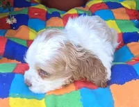 No Name, a female Cocker Spaniel for sale in Sheboygan, WI – Photo 5 of 6