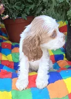 No Name, a female Cocker Spaniel for sale in Sheboygan, WI – Photo 4 of 6