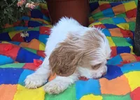 No Name, a female Cocker Spaniel for sale in Sheboygan, WI – Photo 2 of 6