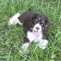 No Name, a male Cocker Spaniel for sale in Sheboygan, WI – 6 of 10