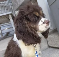PORTER, a male Cocker Spaniel for sale in Sheboygan, WI – 5 of 10