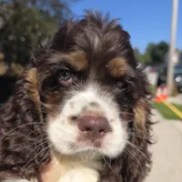 No Name, a male Cocker Spaniel for sale in Sheboygan, WI – 7 of 10