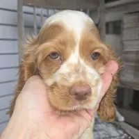 No Name, a male Cocker Spaniel for sale in Sheboygan, WI – 4 of 10