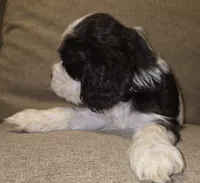 No Name, a male Cocker Spaniel for sale in Sheboygan, WI – 2 of 5