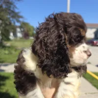 No Name, a male Cocker Spaniel for sale in Sheboygan, WI – 10 of 10