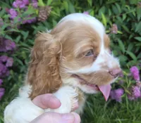 No Name, a male Cocker Spaniel for sale in Sheboygan, WI – 10 of 10