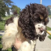 No Name, a male Cocker Spaniel for sale in Sheboygan, WI – 9 of 10