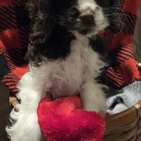 No Name, a male Cocker Spaniel for sale in Sheboygan, WI – Photo 9 of 10