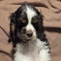 No Name, a male Cocker Spaniel for sale in Sheboygan, WI – Photo 4 of 10