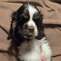 No Name, a male Cocker Spaniel for sale in Sheboygan, WI – Photo 2 of 10