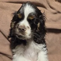 No Name, a male Cocker Spaniel for sale in Sheboygan, WI – Photo 1 of 10