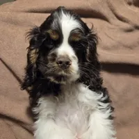 No Name, a male Cocker Spaniel for sale in Sheboygan, WI – Photo 3 of 10