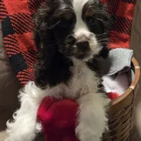 No Name, a male Cocker Spaniel for sale in Sheboygan, WI – Photo 10 of 10