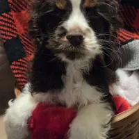 No Name, a male Cocker Spaniel for sale in Sheboygan, WI – Photo 8 of 10