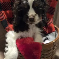 No Name, a male Cocker Spaniel for sale in Sheboygan, WI – Photo 6 of 10