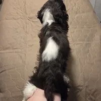 No Name, a male Cocker Spaniel for sale in Sheboygan, WI – Photo 5 of 10