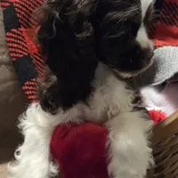 No Name, a male Cocker Spaniel for sale in Sheboygan, WI – Photo 7 of 10