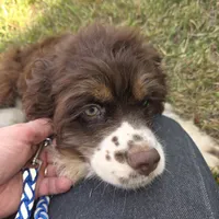PORTER, a male Cocker Spaniel for sale in Sheboygan, WI – 2 of 10