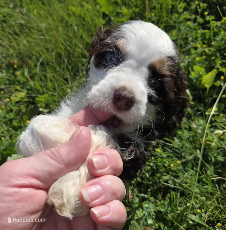 No Name – Cocker Spaniel puppy for sale in Sheboygan, WI