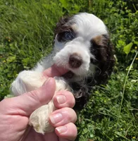 No Name, a male Cocker Spaniel for sale in Sheboygan, WI – 1 of 10