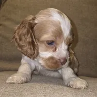 No Name, a male Cocker Spaniel for sale in Sheboygan, WI – 3 of 6