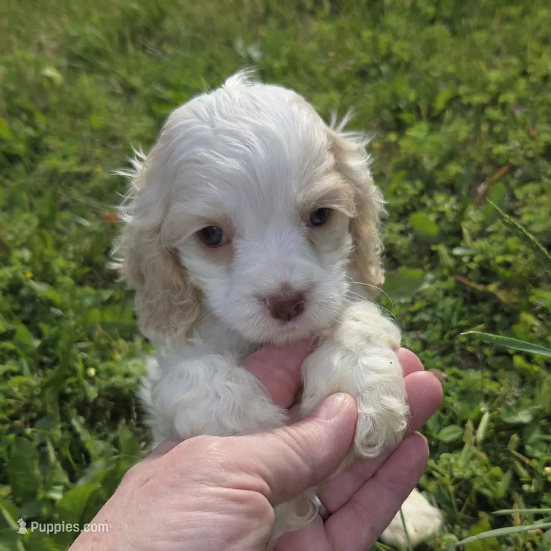 No Name – Cocker Spaniel puppy for sale in Sheboygan, WI