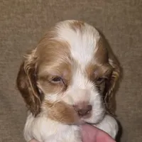 No Name, a male Cocker Spaniel for sale in Sheboygan, WI – 1 of 6