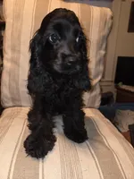No Name, a male Cocker Spaniel for sale in Sheboygan, WI – Photo 4 of 5