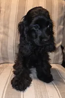 No Name, a male Cocker Spaniel for sale in Sheboygan, WI – Photo 1 of 5